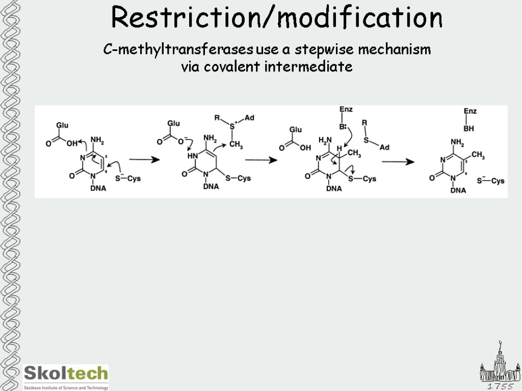 Restriction/modification C-methyltransferases use a stepwise mechanism via covalent intermediate